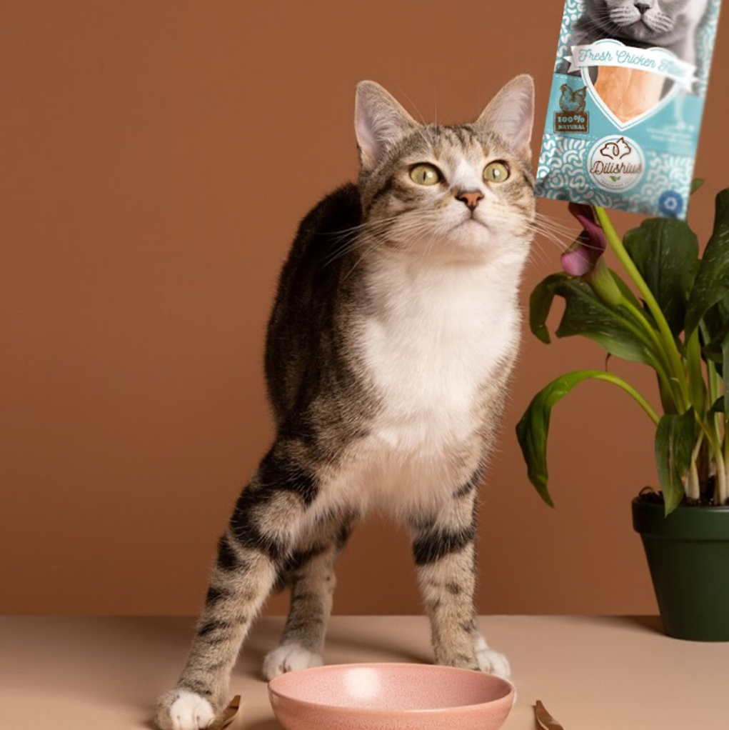 100% natural & fresh filet from chicken for cats and dogs